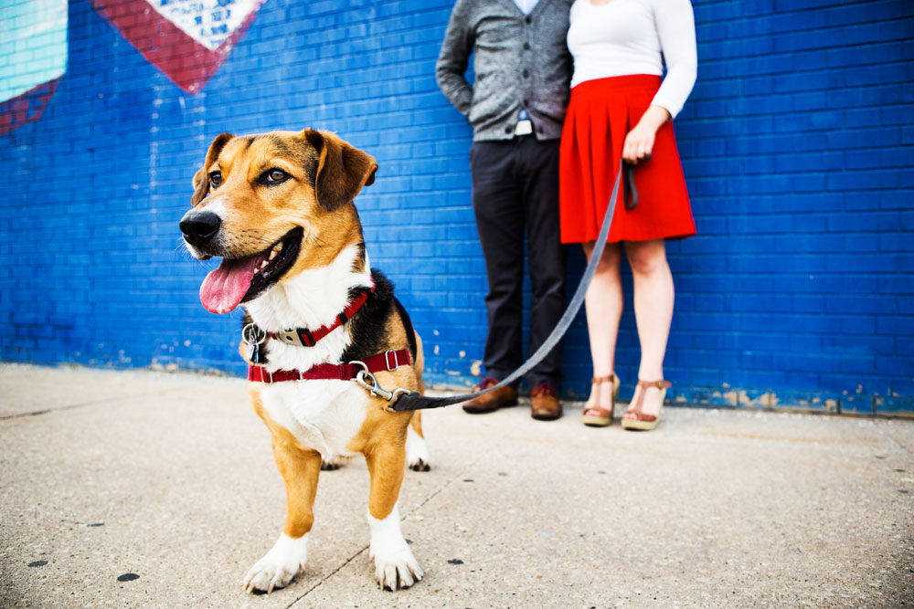 Puppy stick out his tongue near a bright blue wall